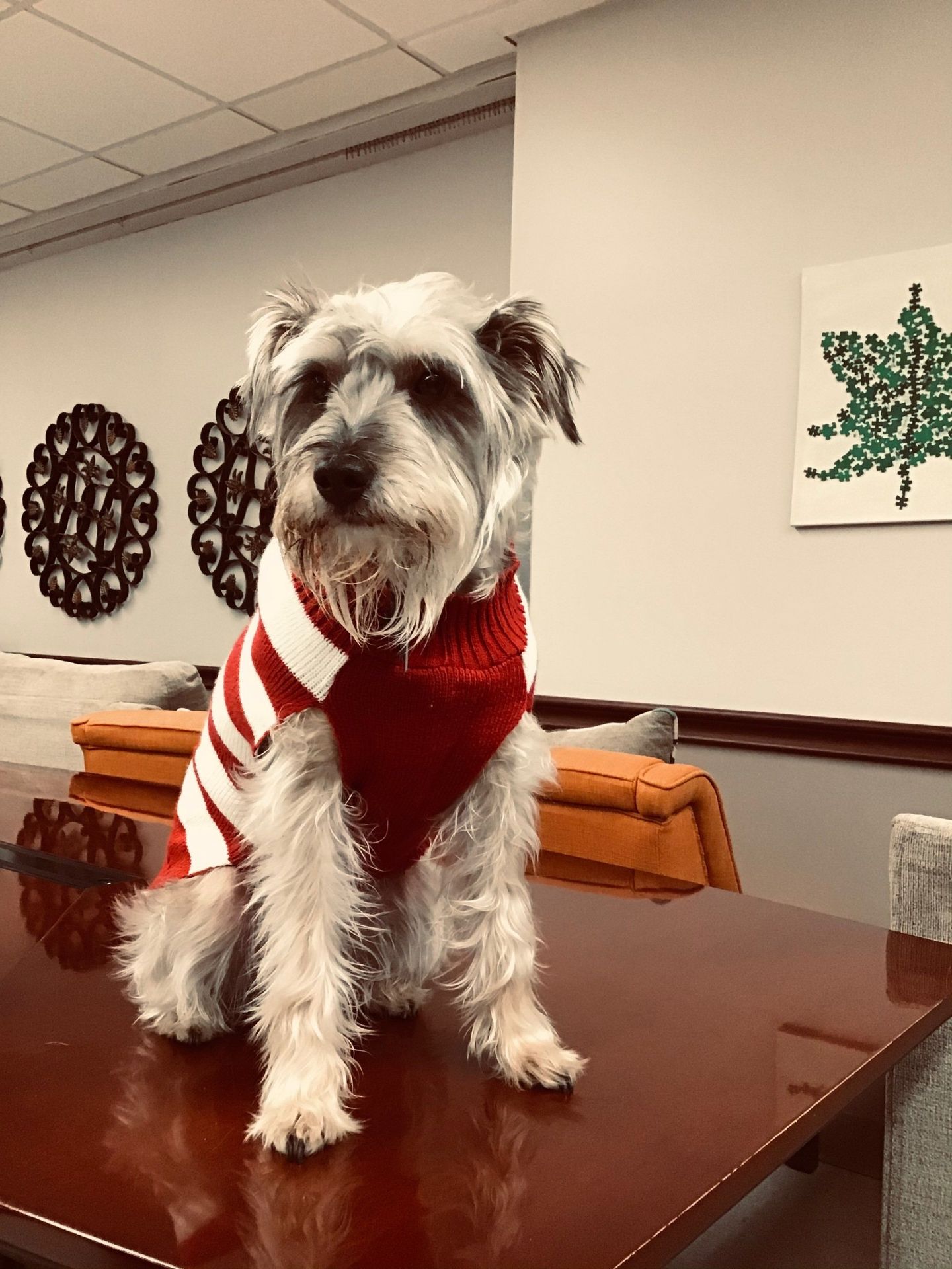 Teddy the therapy dog wearing Christmas sweater at Lenawee Medical Care Facility in Adrian, MI