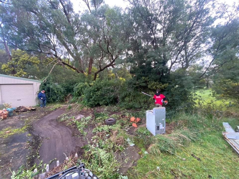 A man is cutting a tree with a chainsaw in a yard.