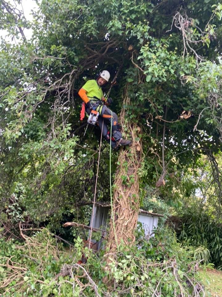 A man is climbing a tree with a chainsaw.