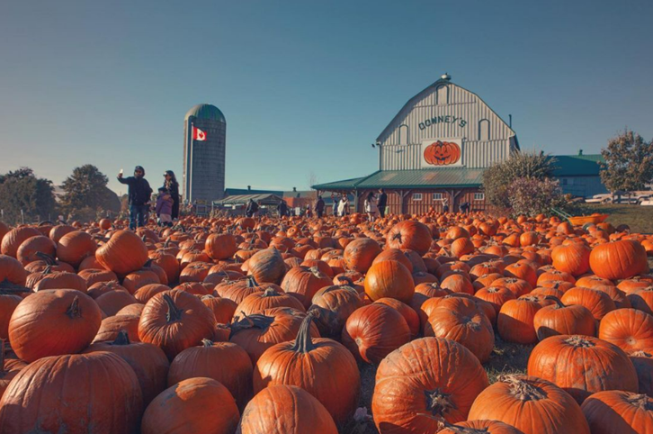 A pumpkin patch in front of a large white barn that says 'Downey's