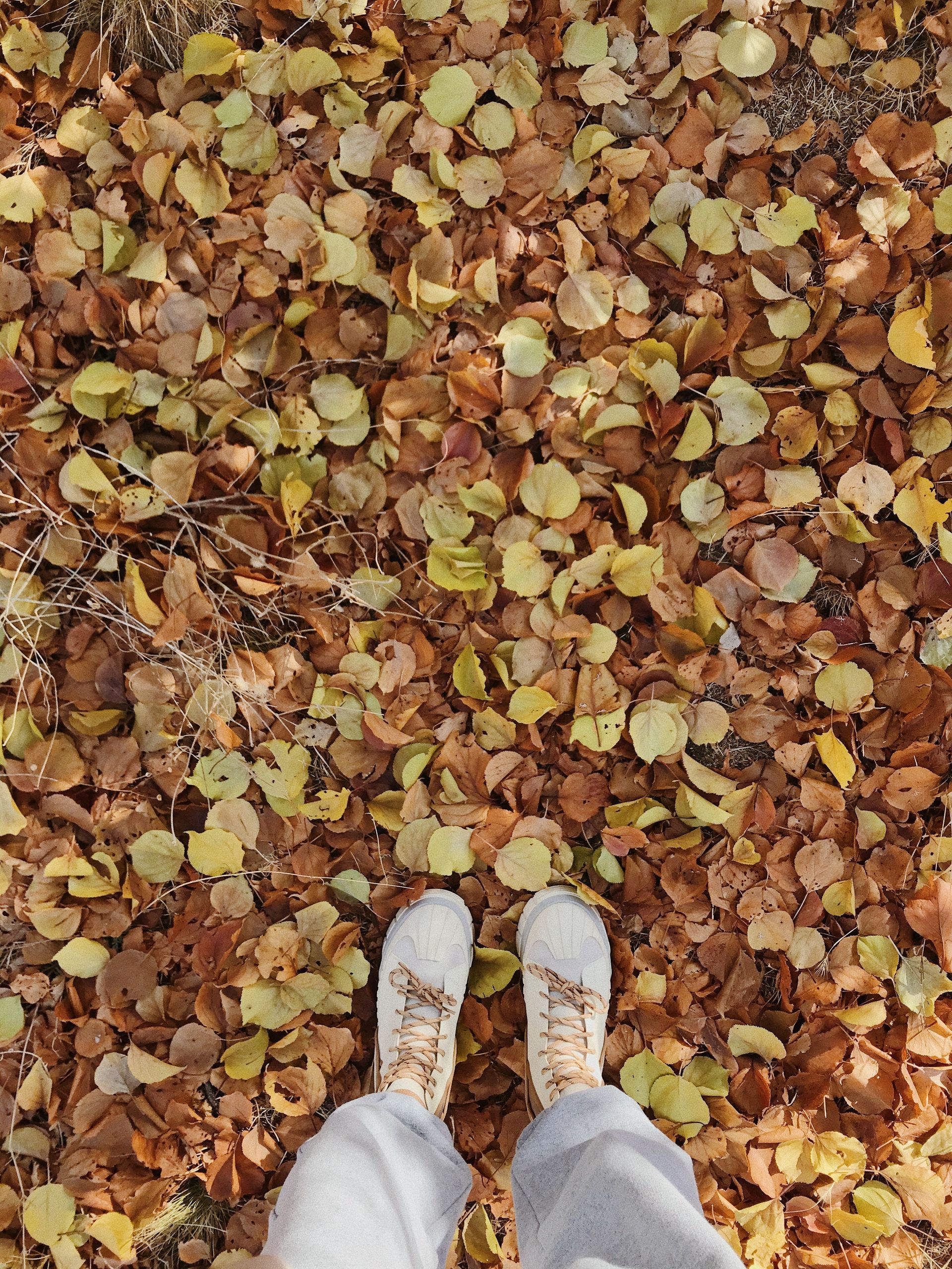 Changing leaves