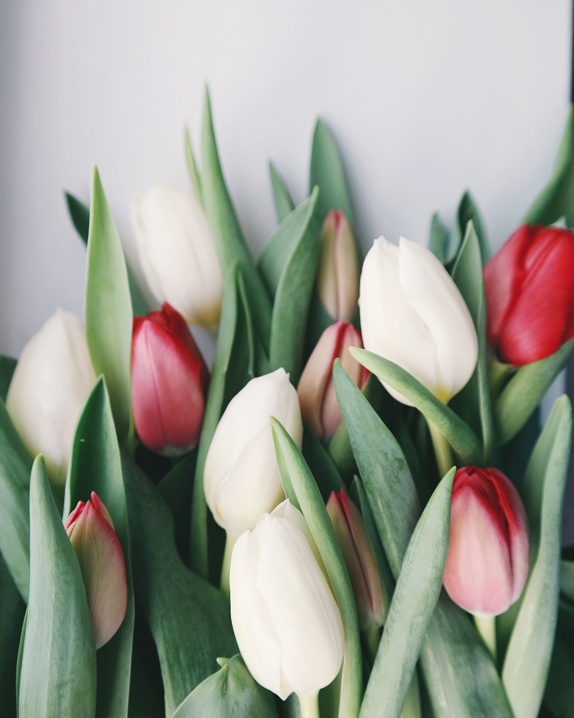 Fresh Flower Care- a bunch of red and white tulips.