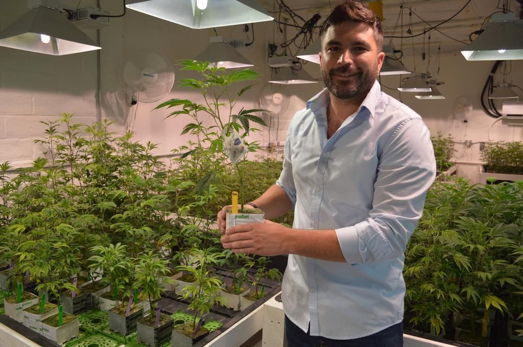 Seven LeavesのCEO、タイ・カーンズが大麻の苗を持っている写真