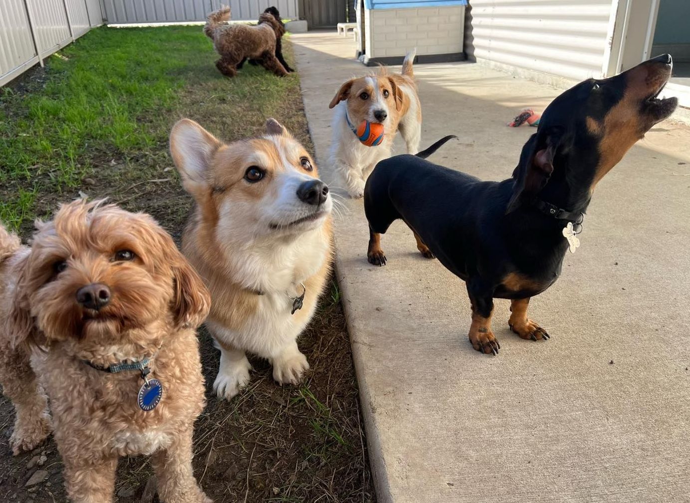 Dog Training Centre in Lake Macquarie