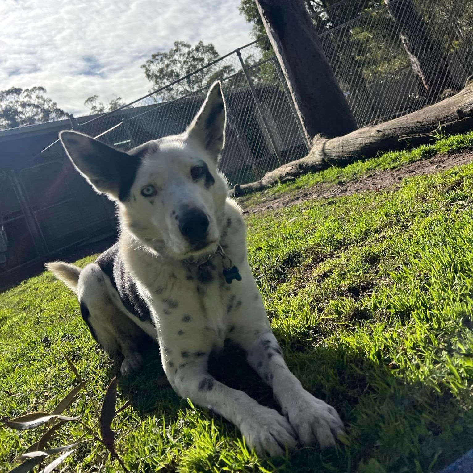 Dog in the playground