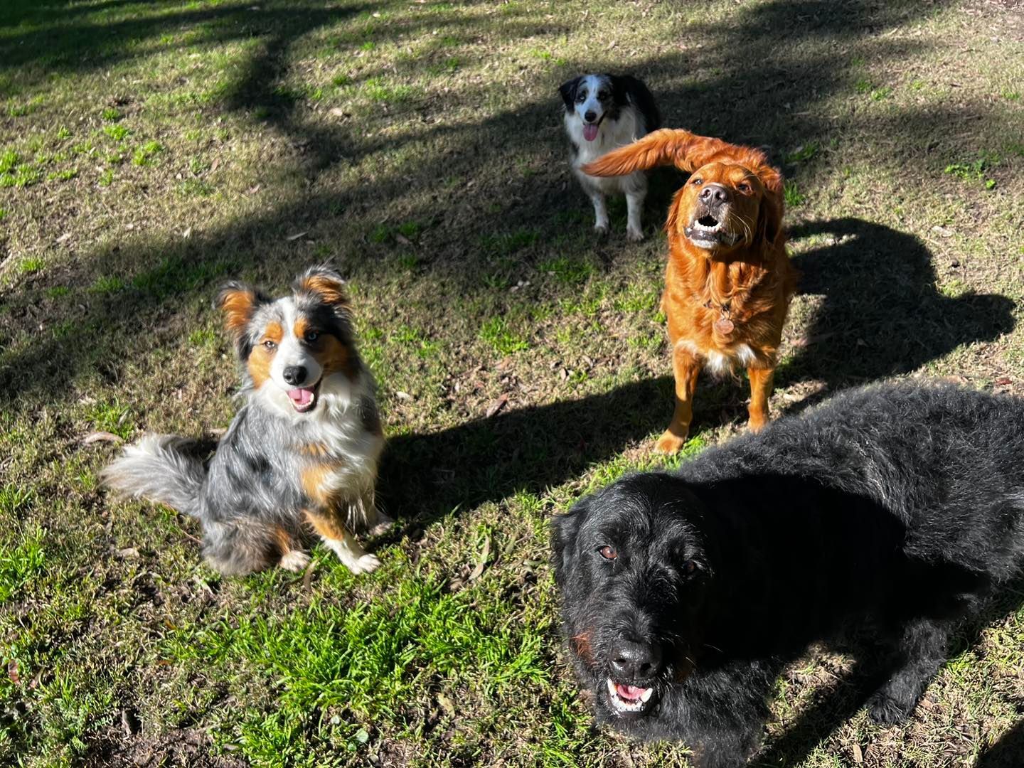 shih-tzu and a puppy