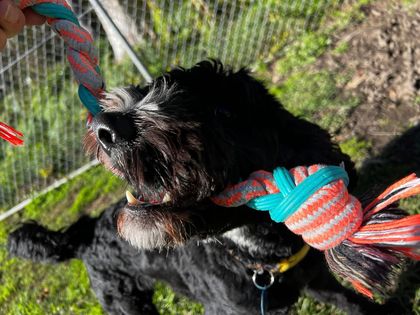 Check Out Our Dog Boarding Facility in Lake Macquarie Black and White Dog
