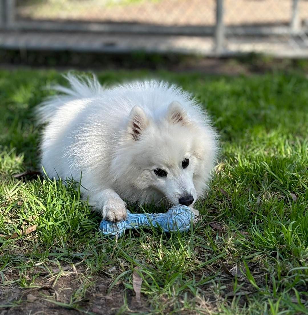 Cute white dog