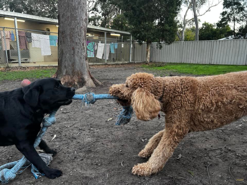 Dogs playing tag of war