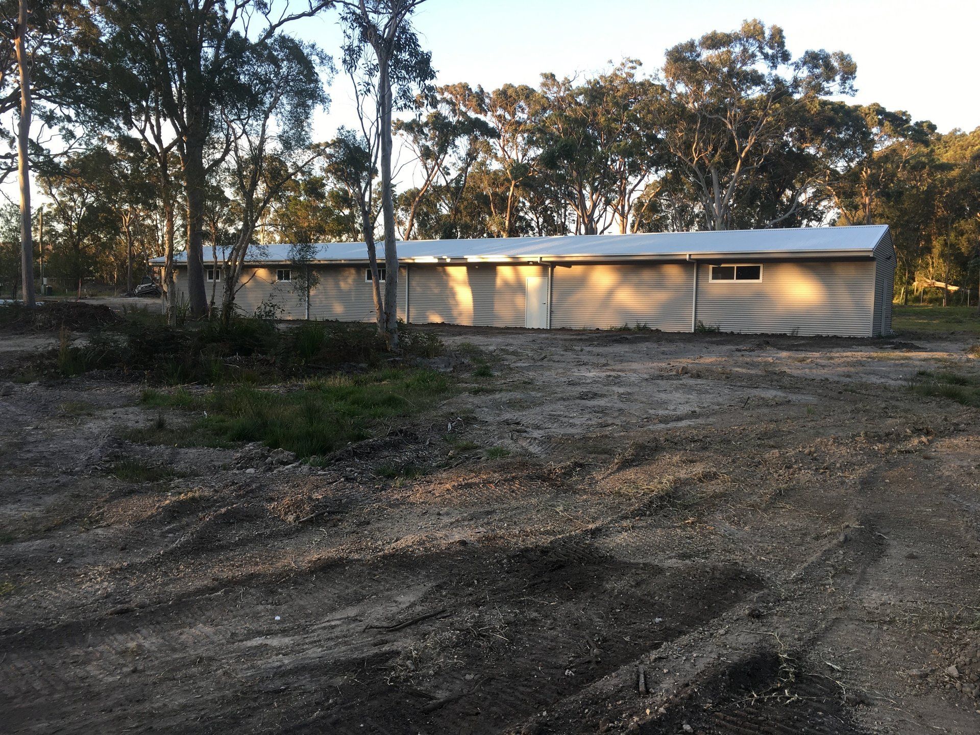 dog-playing-with-ball