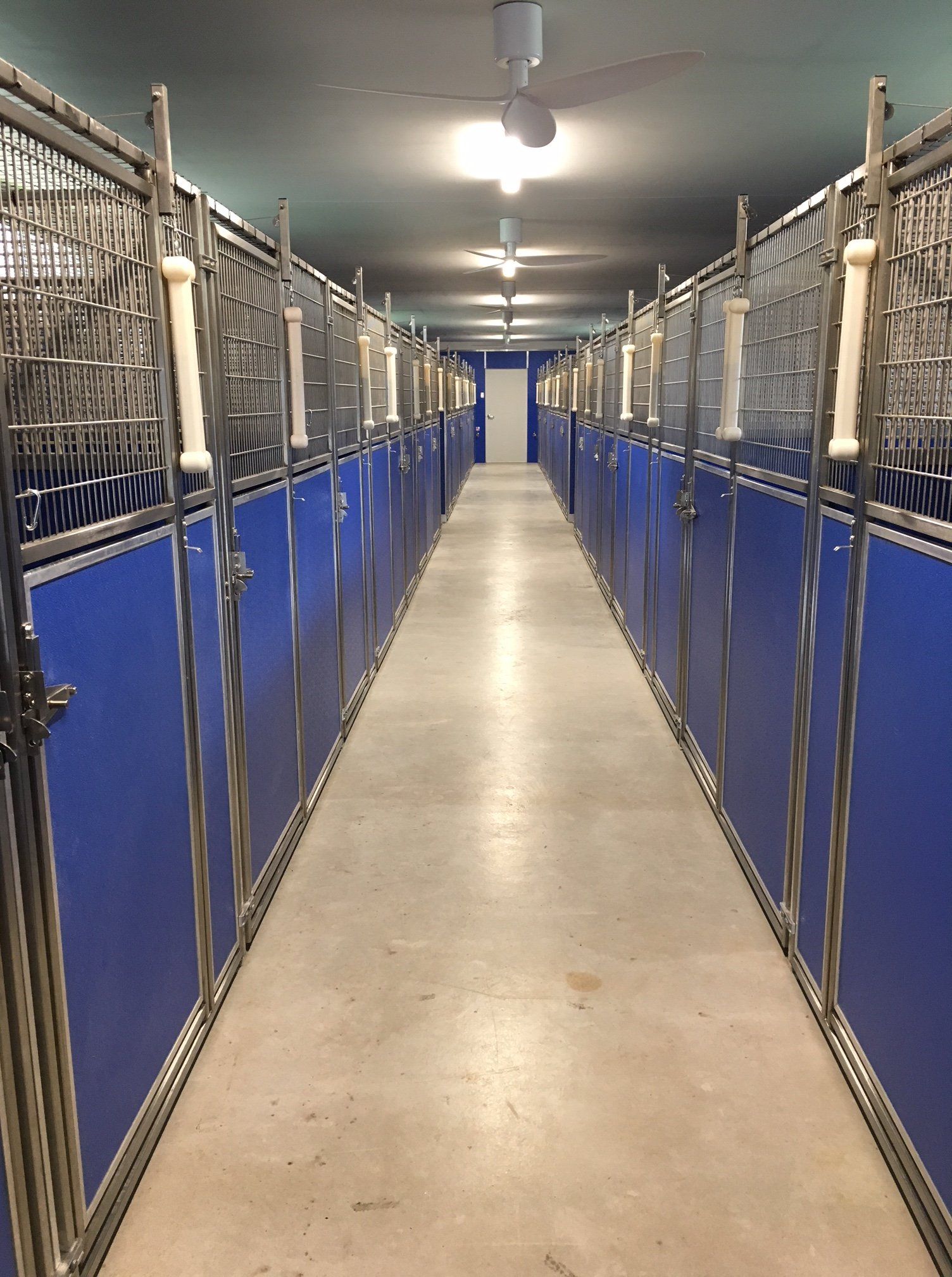 dog-with-pink-ribbon