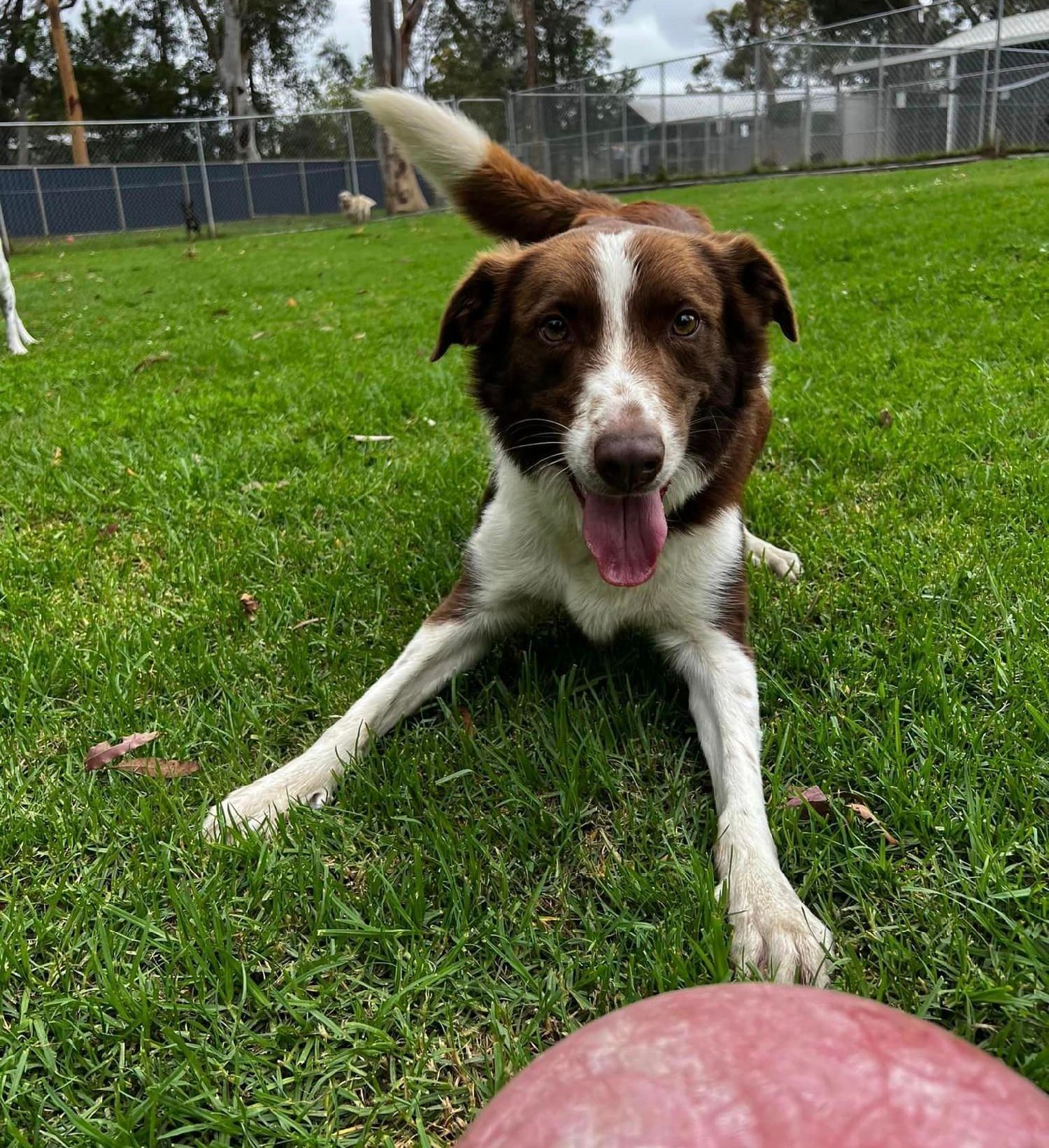 Happy Dog