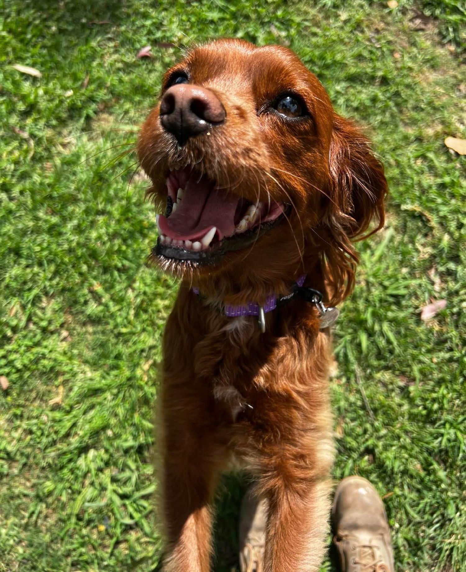 Brown dog playing