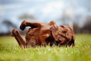 labrador retriever dog rolling on the grass