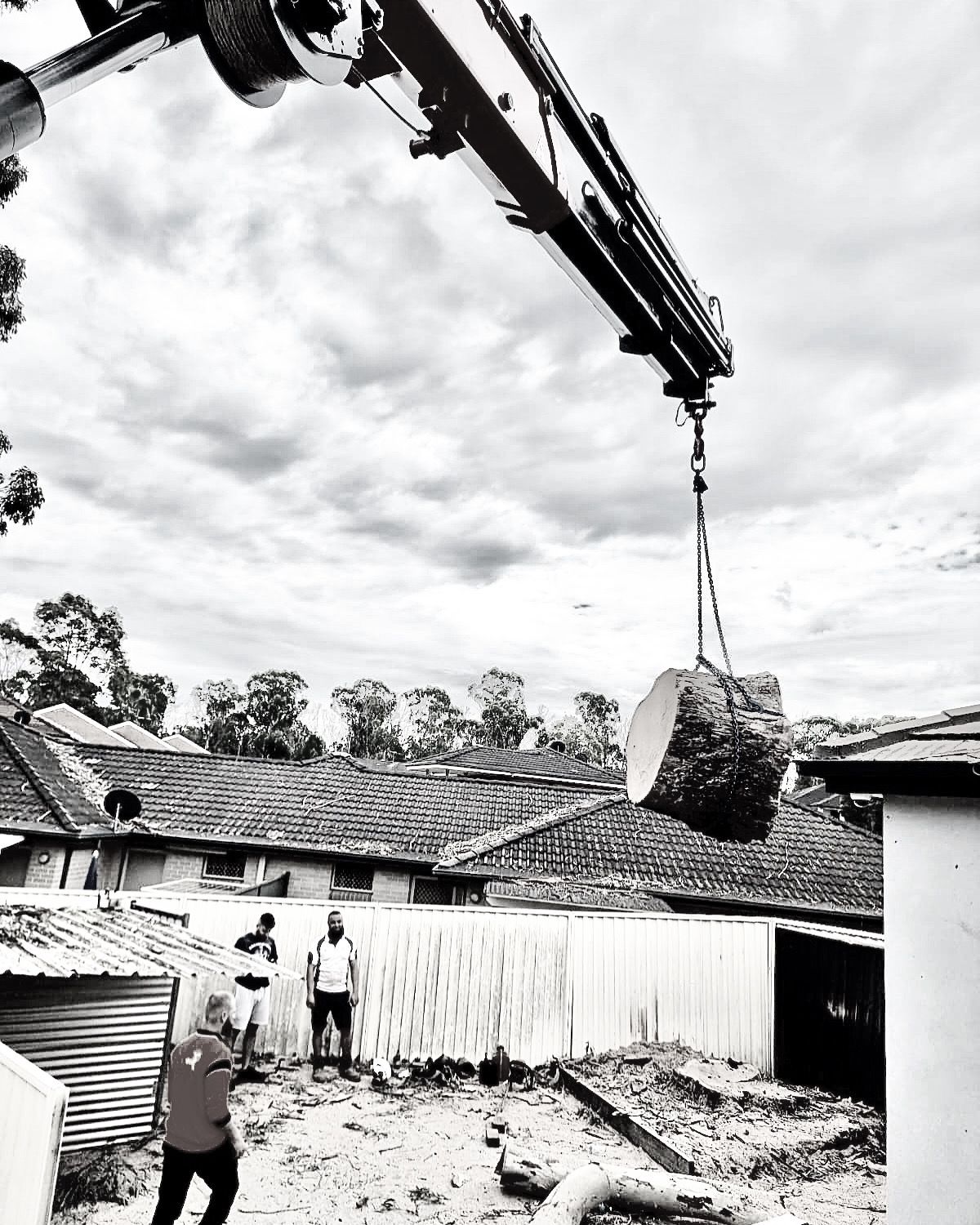 Tree Trunk on Lift — Sydney, NSW — Level8 Cranes