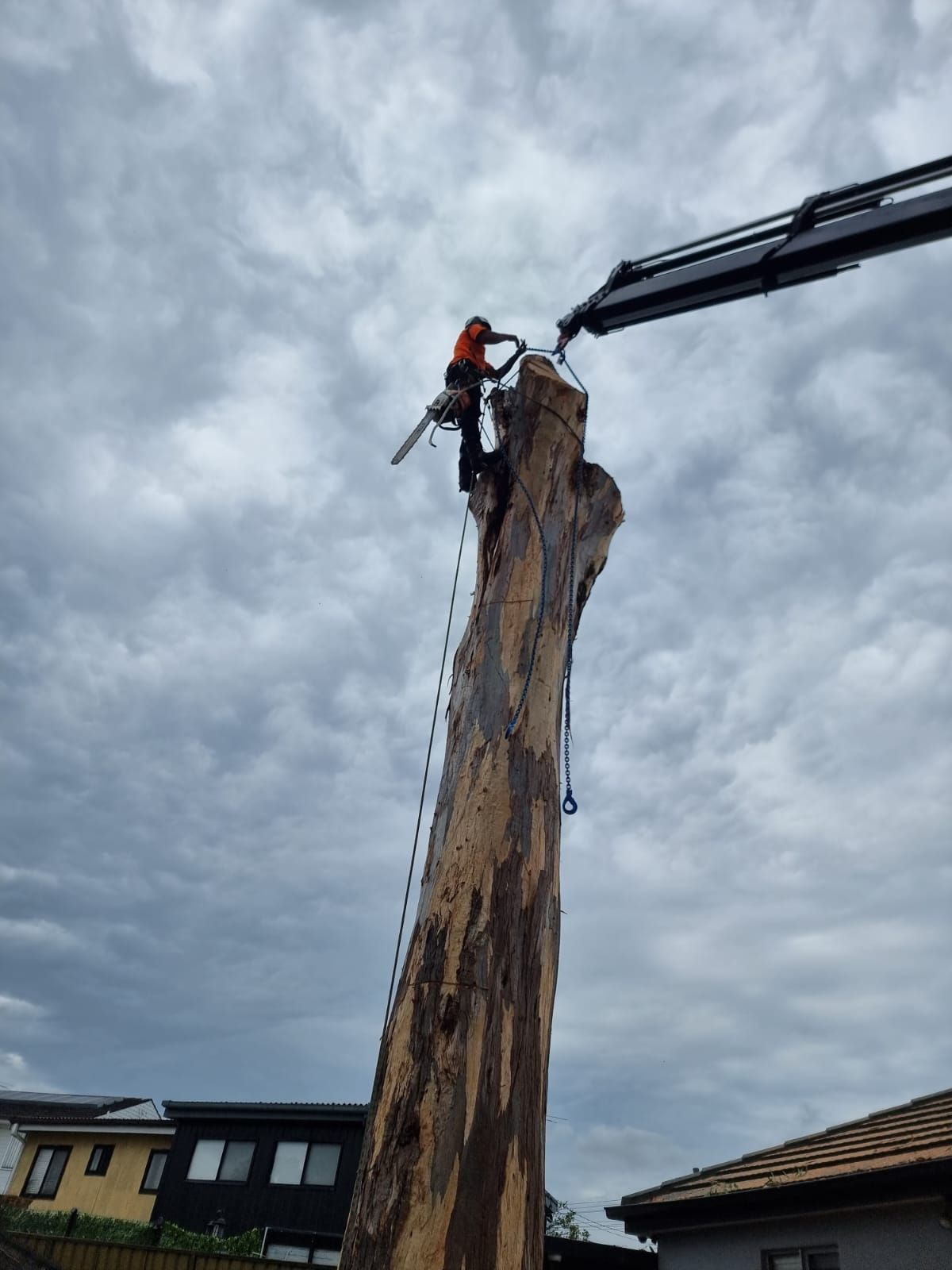 Man on Tree Top — Sydney, NSW — Level8 Cranes