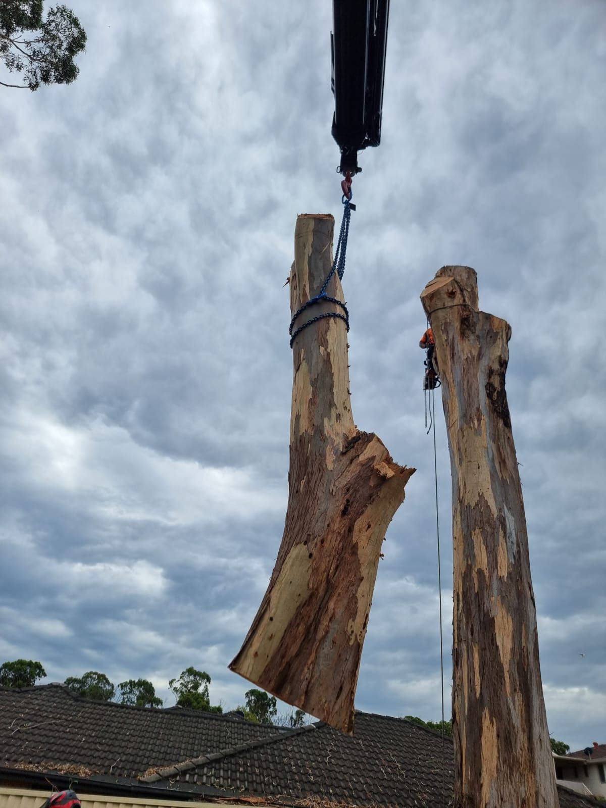 Tree Removal — Sydney, NSW — Level8 Cranes