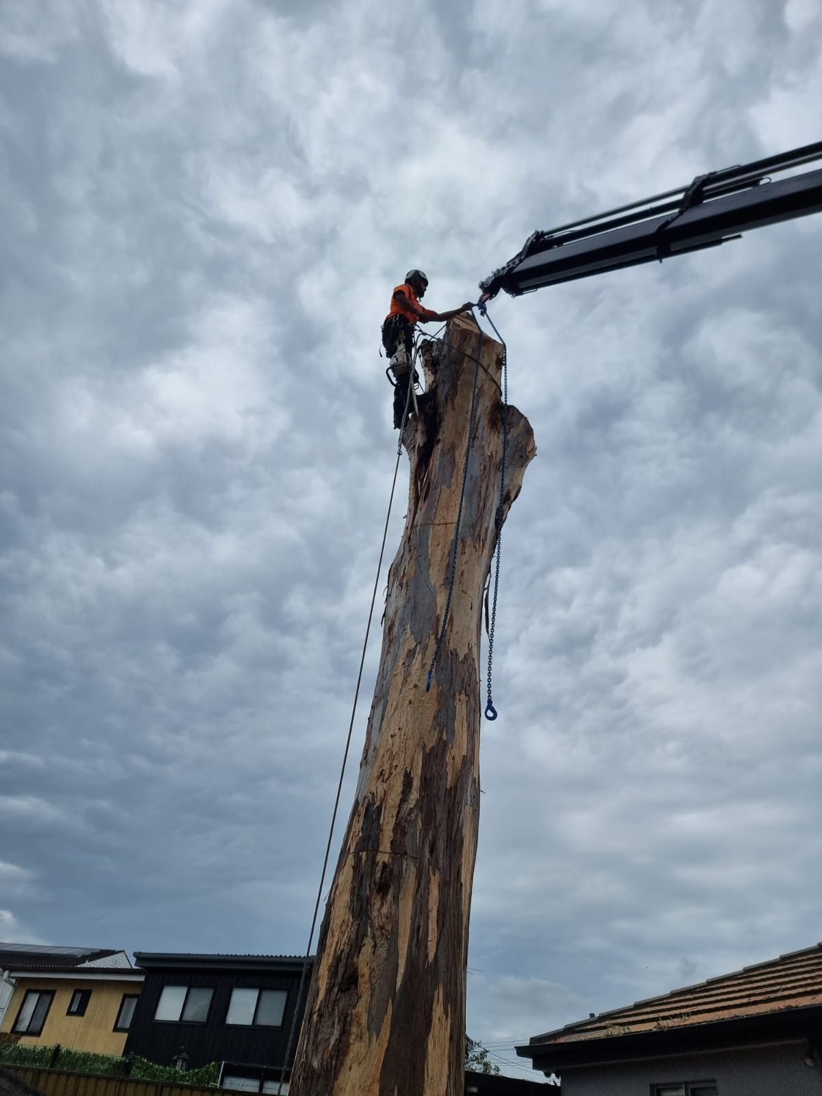 Tree Cutting — Sydney, NSW — Level8 Cranes