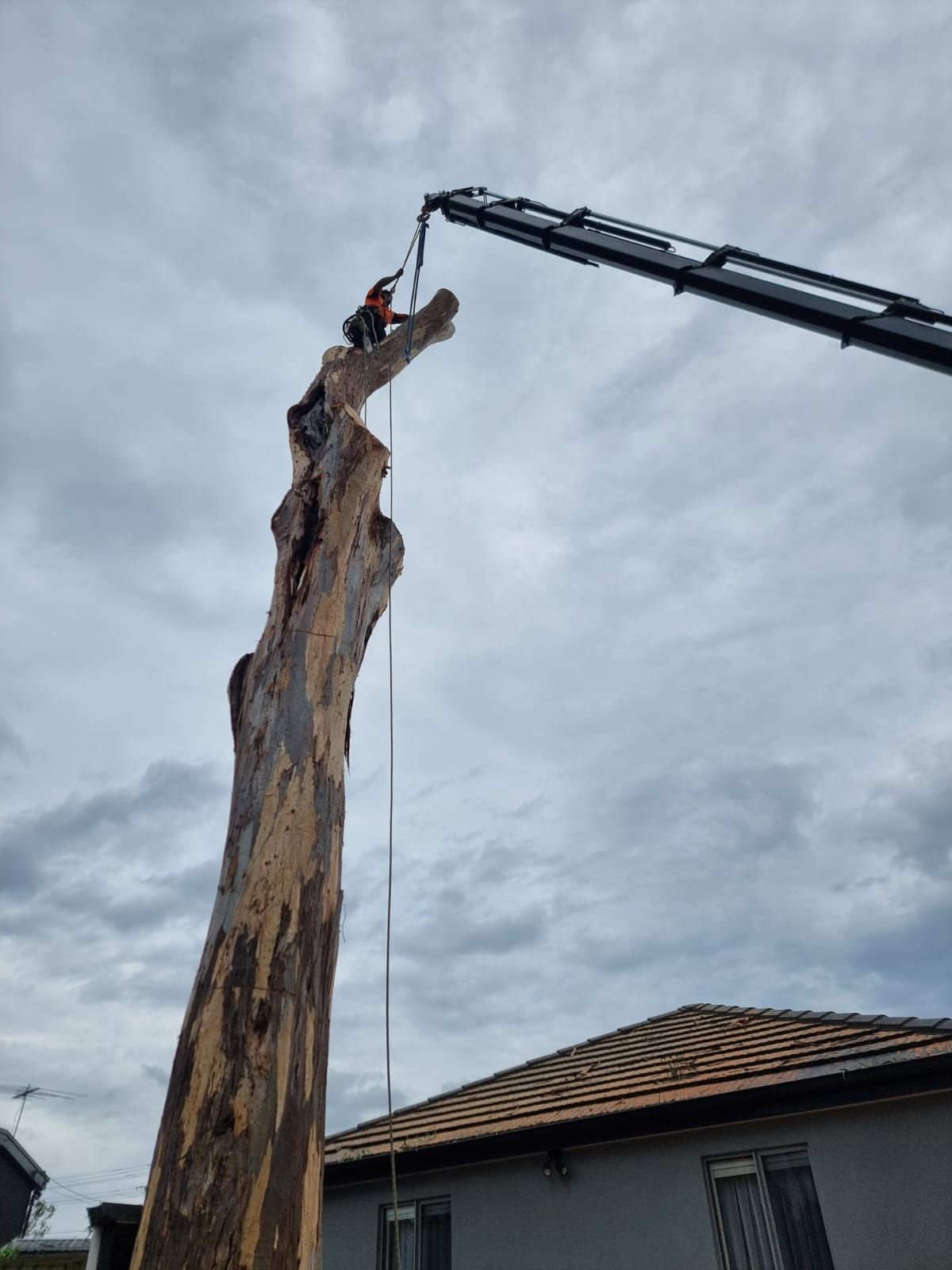 Securing Trunk Before Lifting Down — Sydney, NSW — Level8 Cranes