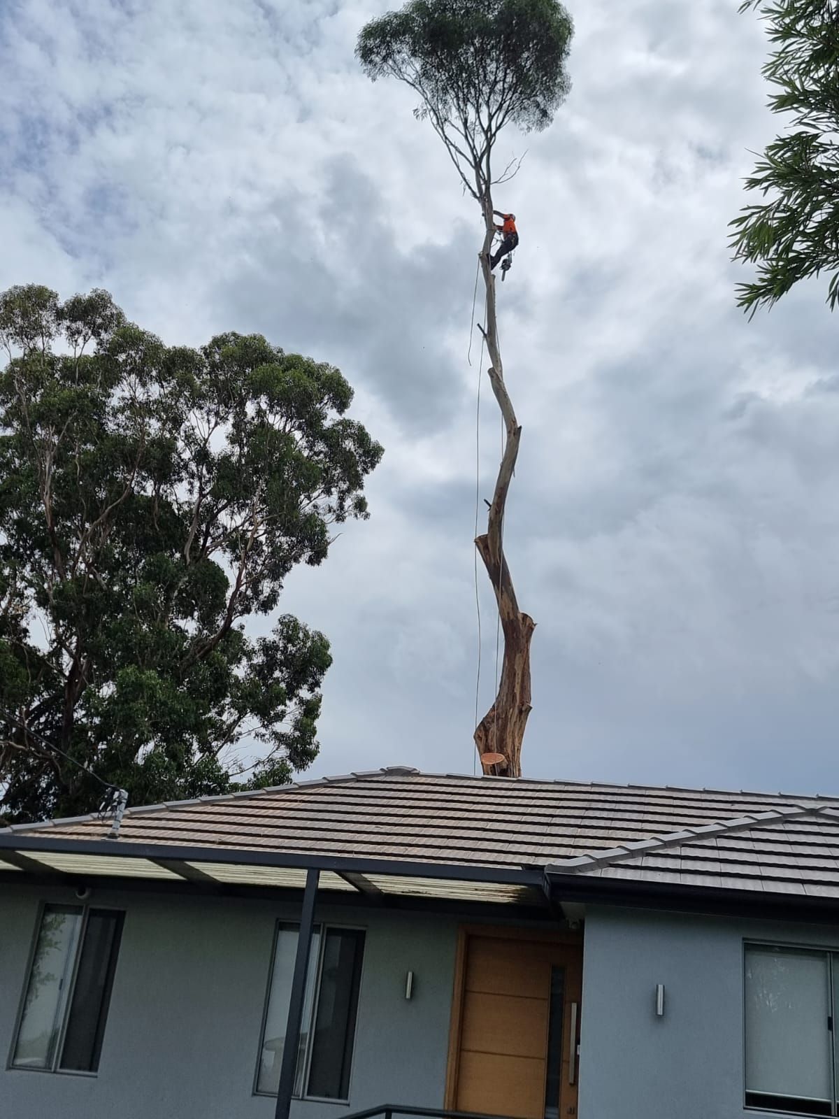 Old Tree — Sydney, NSW — Level8 Cranes