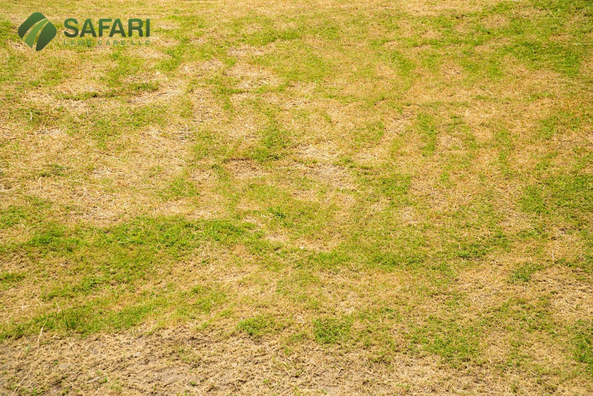 Drought Conditions Lawn Care Services - Safari Lawn Care