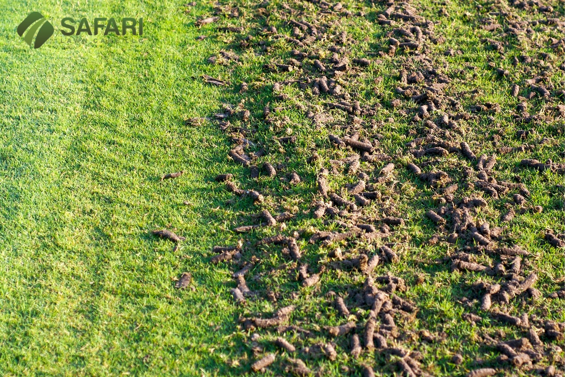 Fall Lawn Aeration in Boise Idaho - Safari Lawn Care