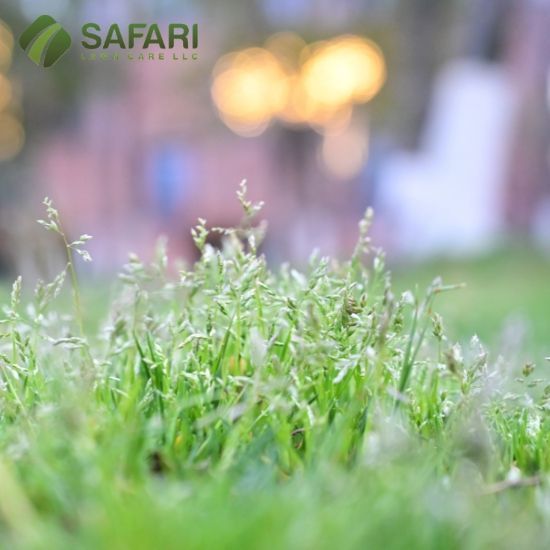 Fall Weed Control in Boise Idaho - Safari Lawn Care