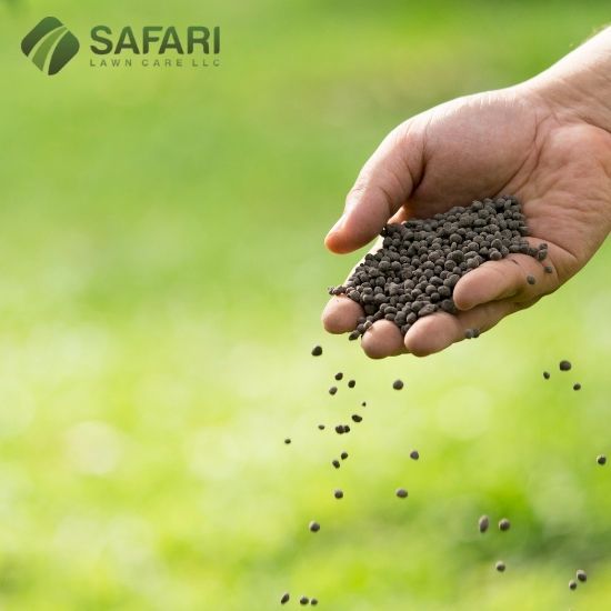 Home owner Fertilizing Lawn - Safari Lawn Care