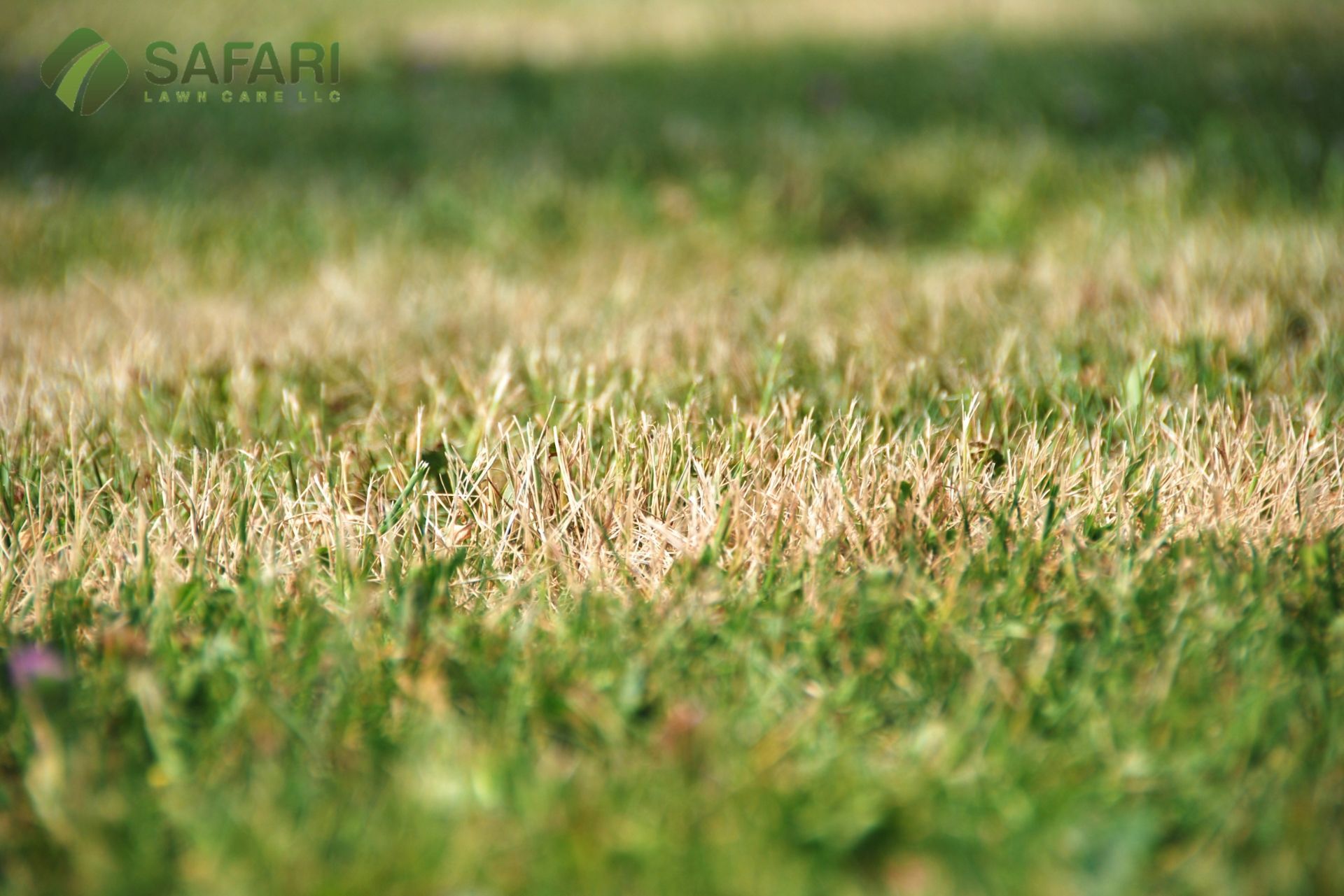 Lawn Care in Drought Conditions Tips and Tricks - Safari Lawn Care