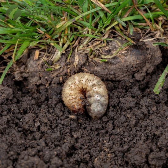 Lawn Pest Control in Boise Idaho - Safari Lawn Care
