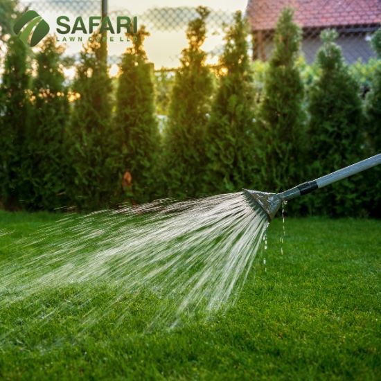 Lawn Watering Tips for the Boise Summer Heat - Safari Lawn Care