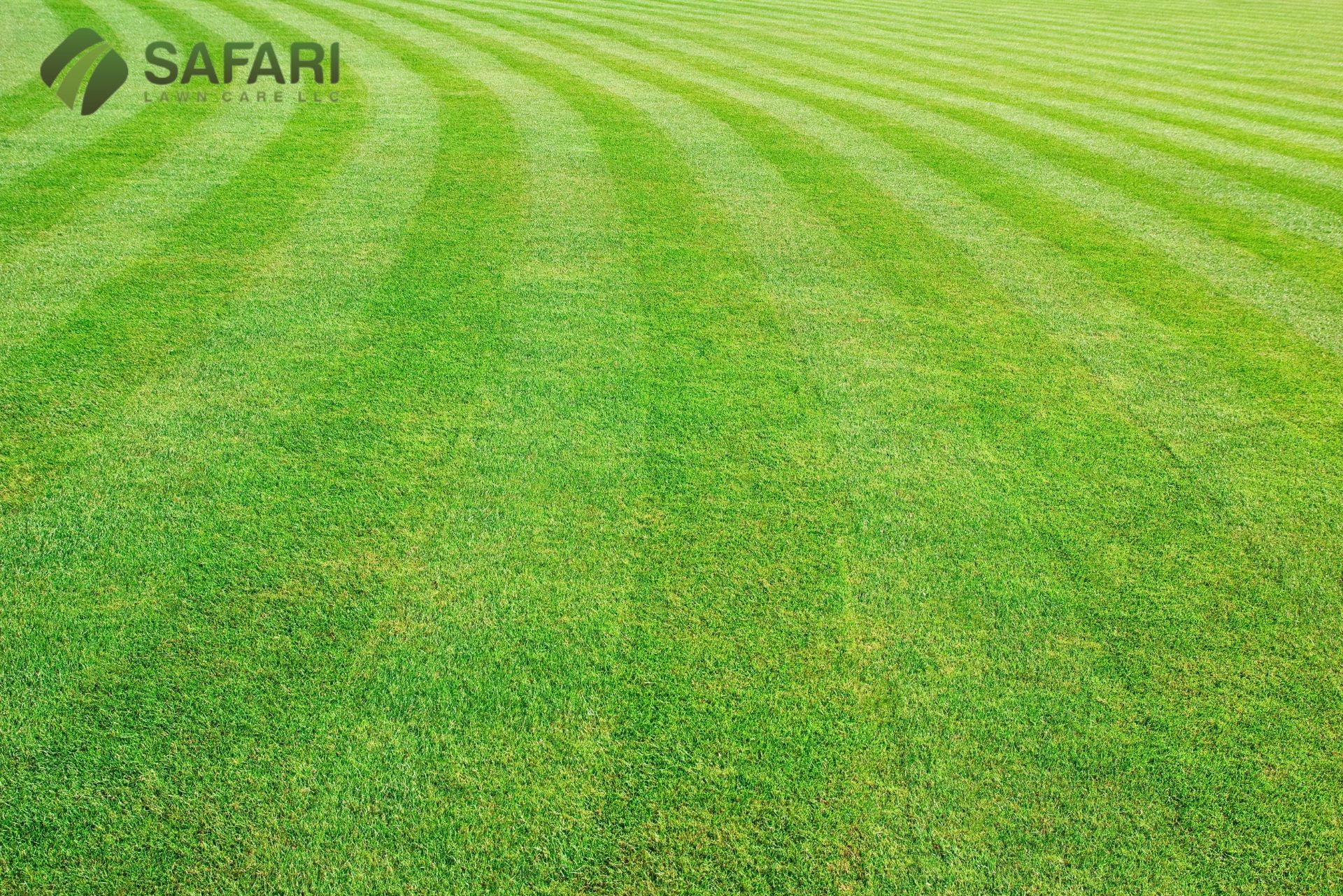Maintaining Your Boise Lawn During the Peak Summer - Safari Lawn Care