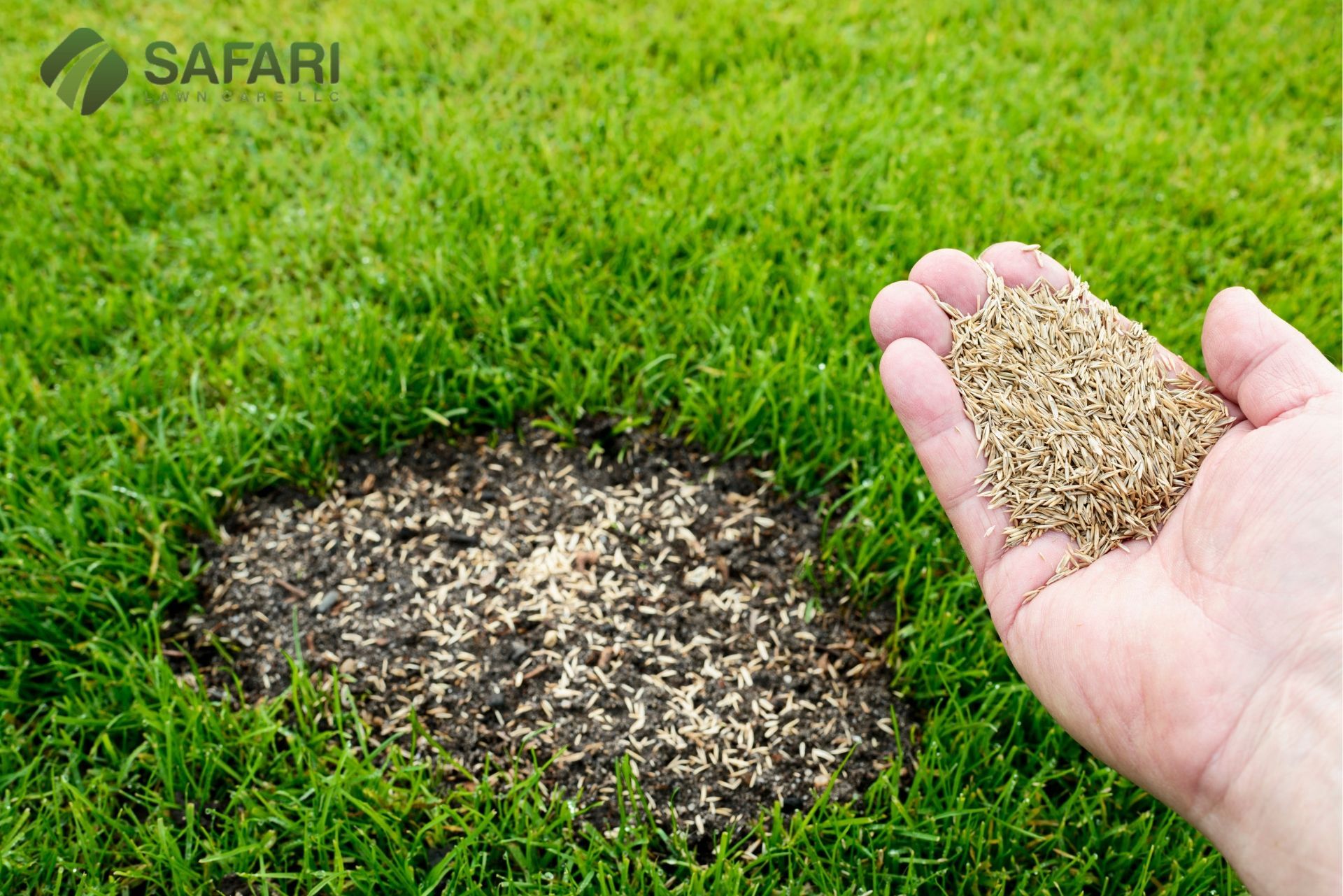 The Importance of Fall Lawn Overseeding in Boise Idaho - Safari Lawn Care