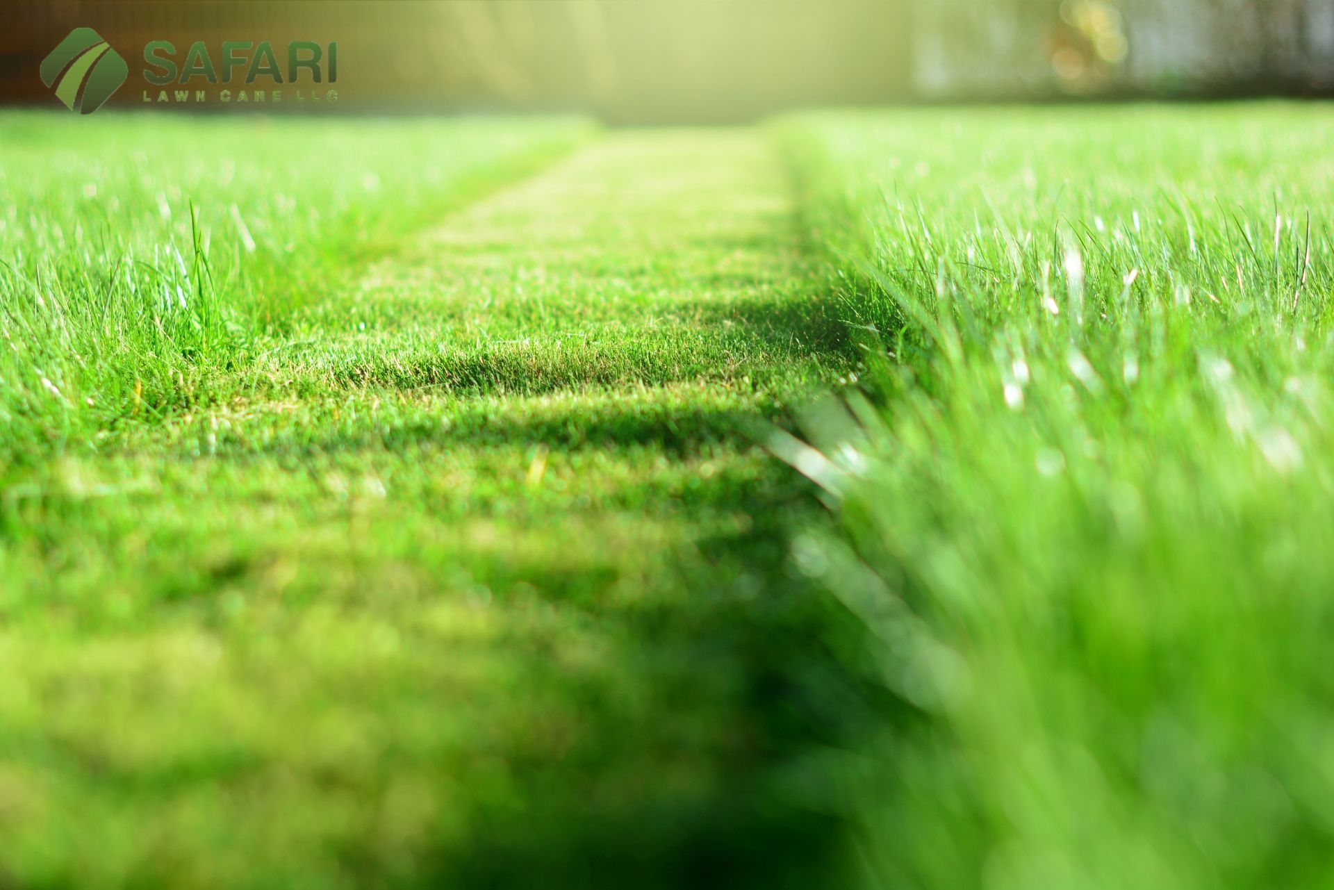 Why Regular Lawn Mowing is Essential in Summer - Safari Lawn Care LLC, Lawn Care Services in Boise