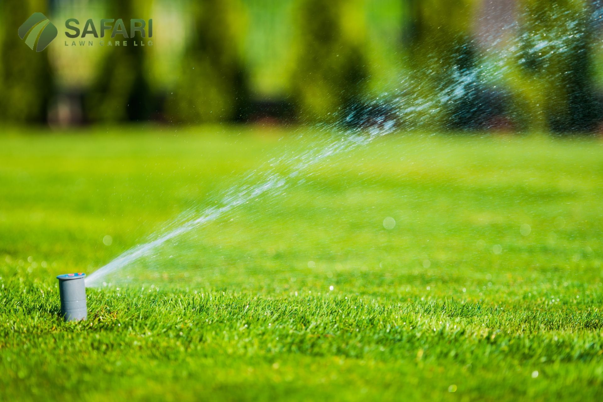Summer Lawn Care Do's and Don'ts by Safari Lawn Care in Boise Idaho