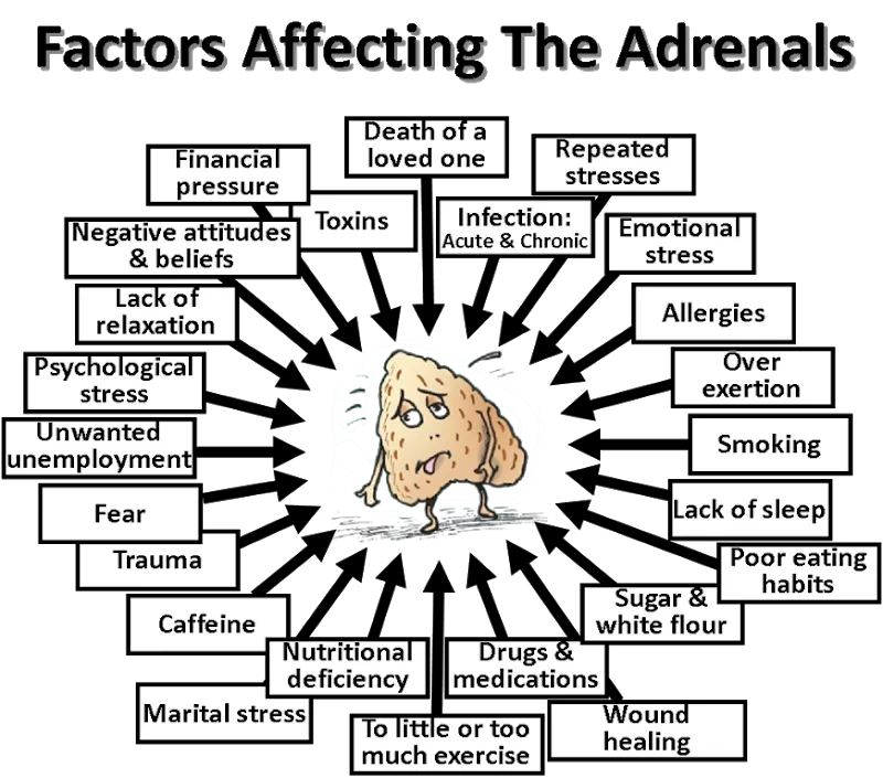 Factors Affecting Adrenals Chart