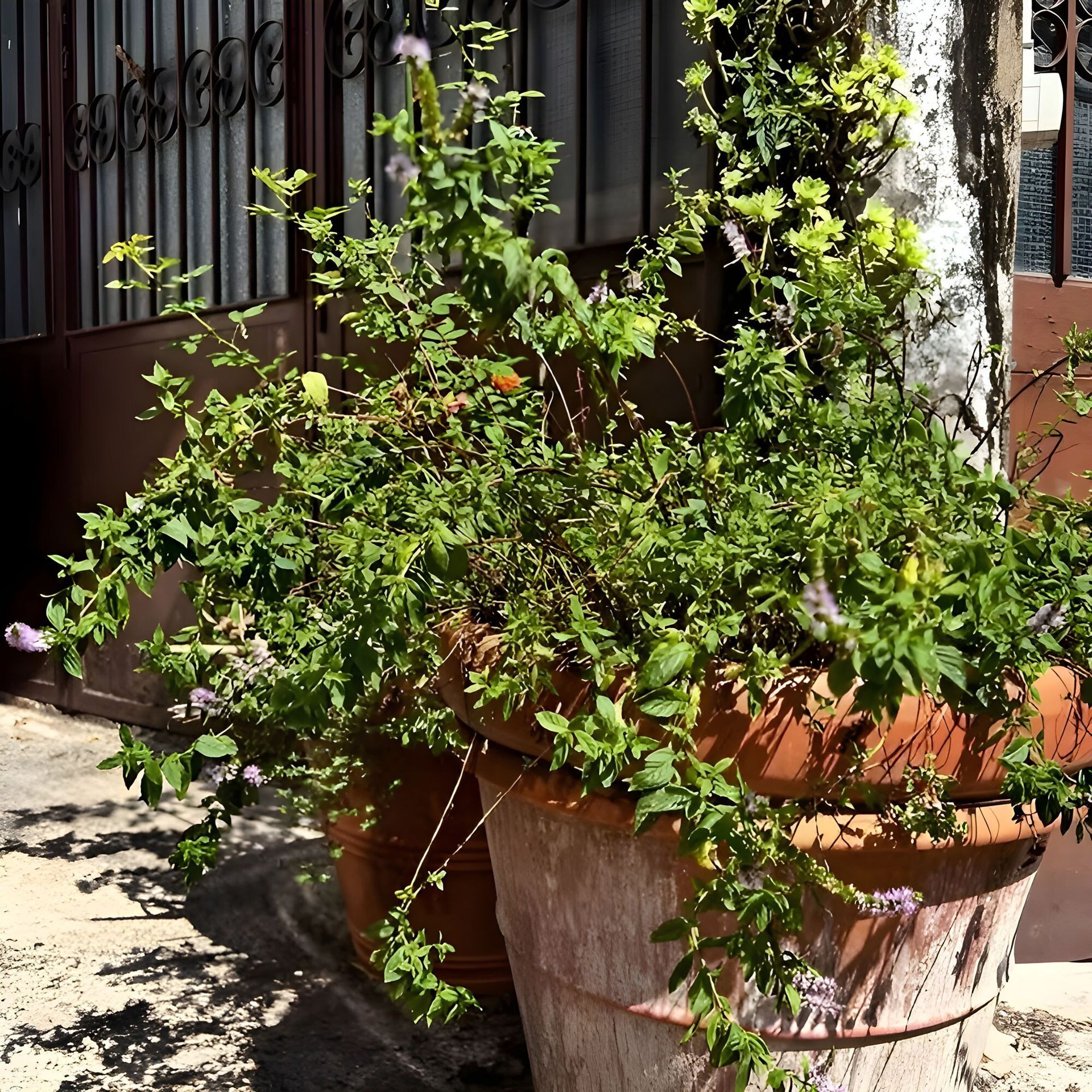 Due grandi vasi di terracotta traboccanti di piante verdi.