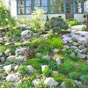 A rock garden with lots of plants and rocks in front of a house.
