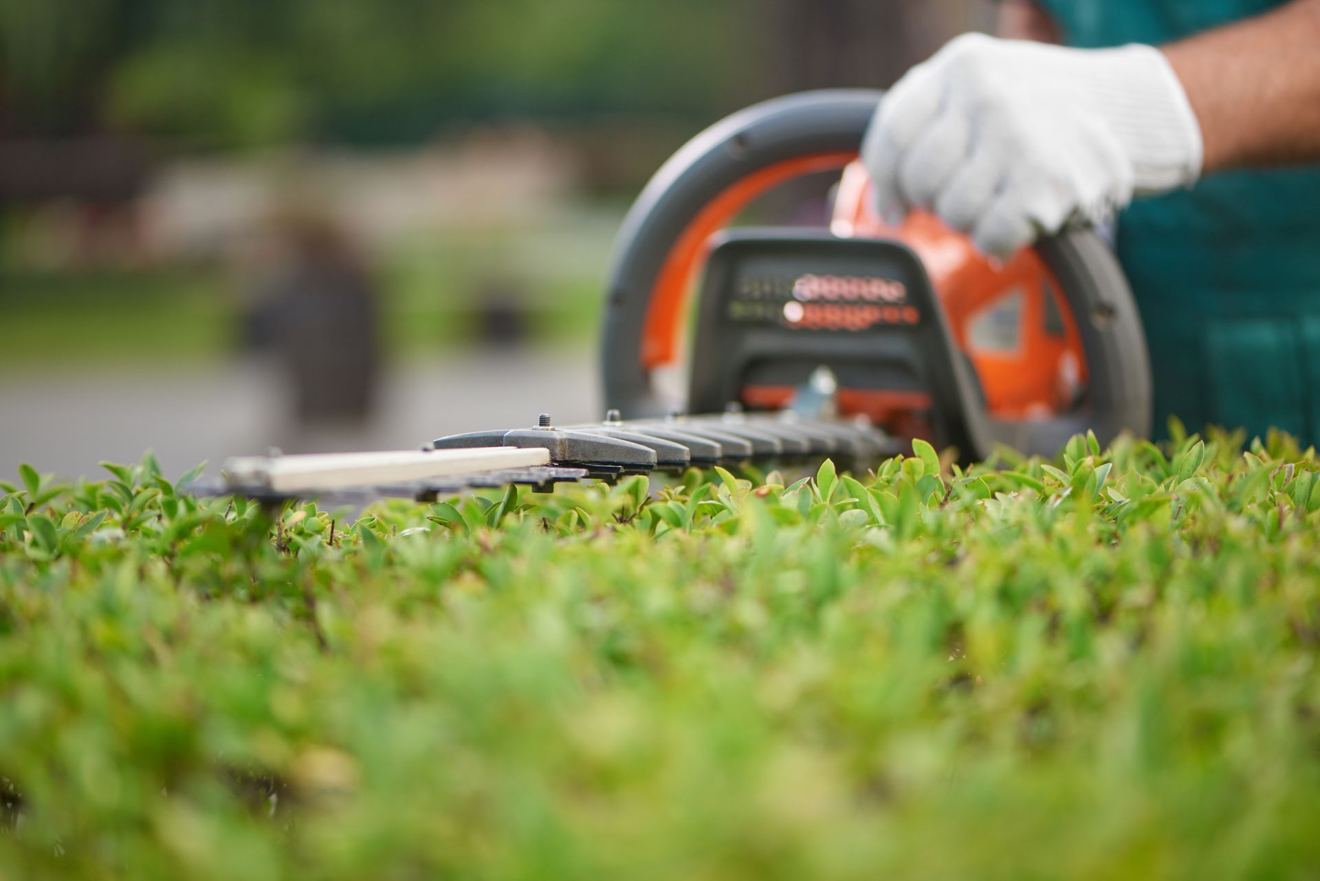 Person trimming green grass with a hedge trimmer in a garden Person trimming green grass with a hedge trimmer in a garden