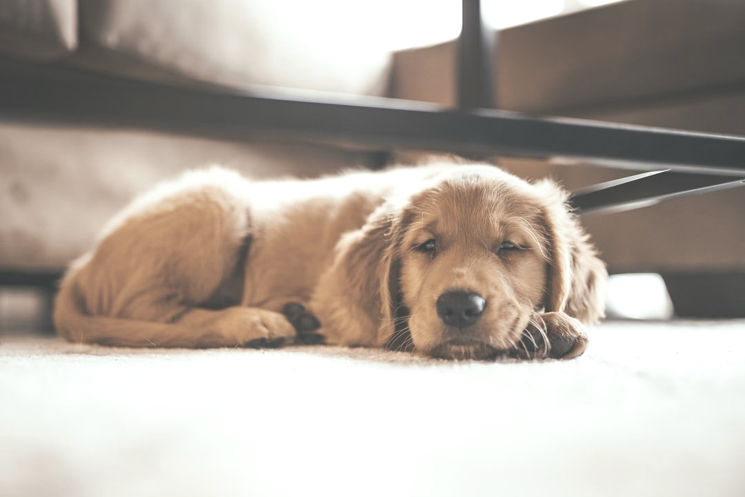 A puppy is laying on the floor next to a couch.