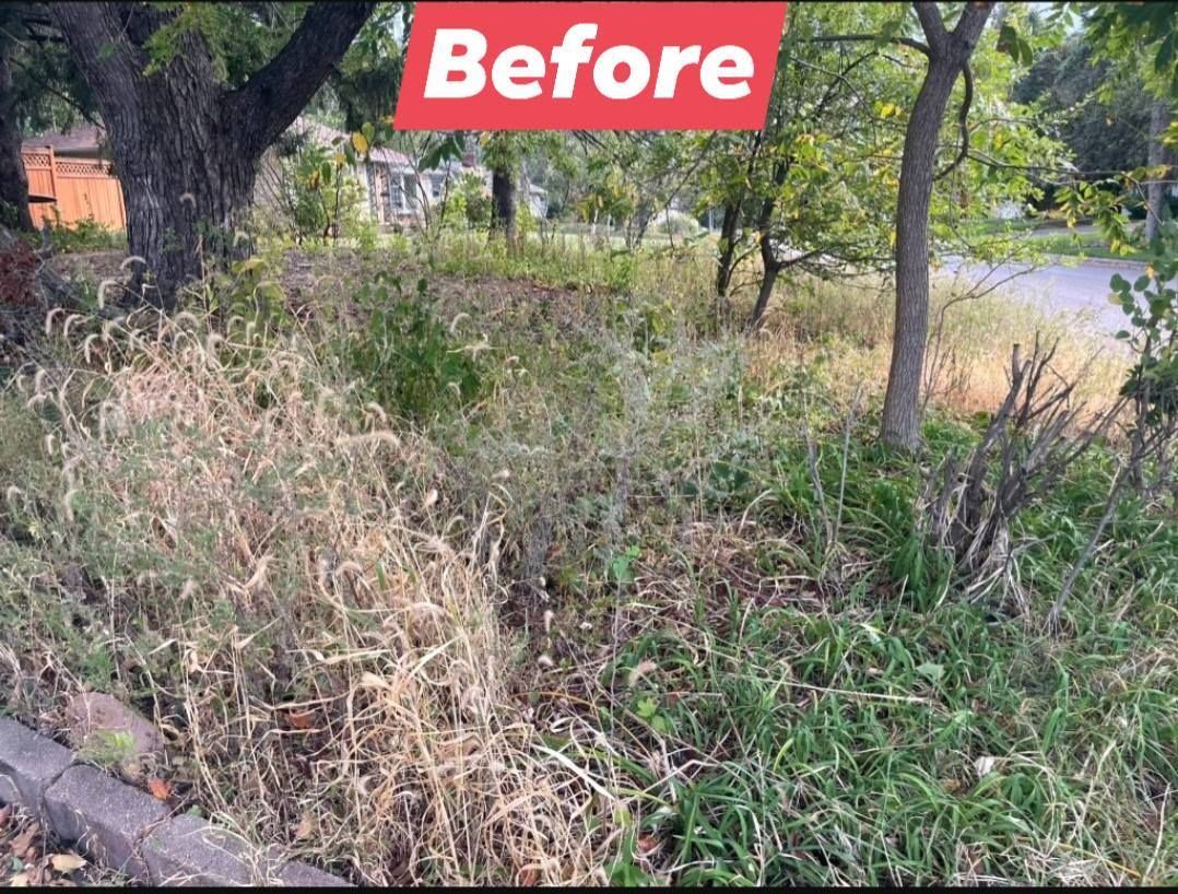 Overgrown yard with weeds and dry grass, under trees and near a road.