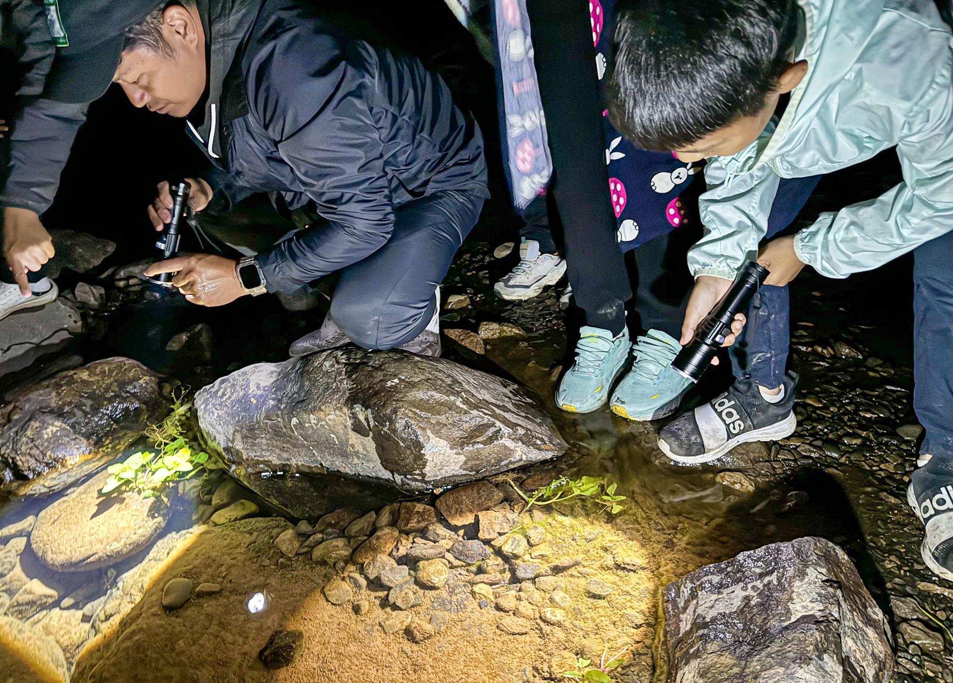 一群人正在水裡看著一隻烏龜。