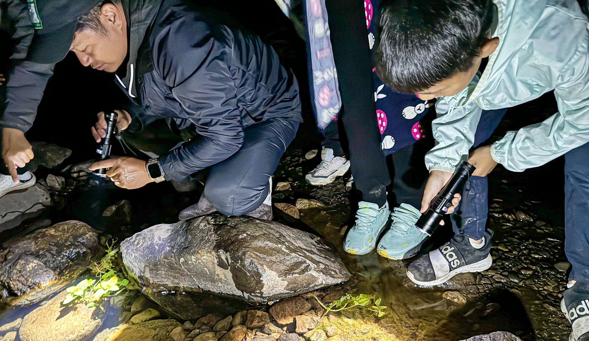 一群人正在水裡看著一隻烏龜。