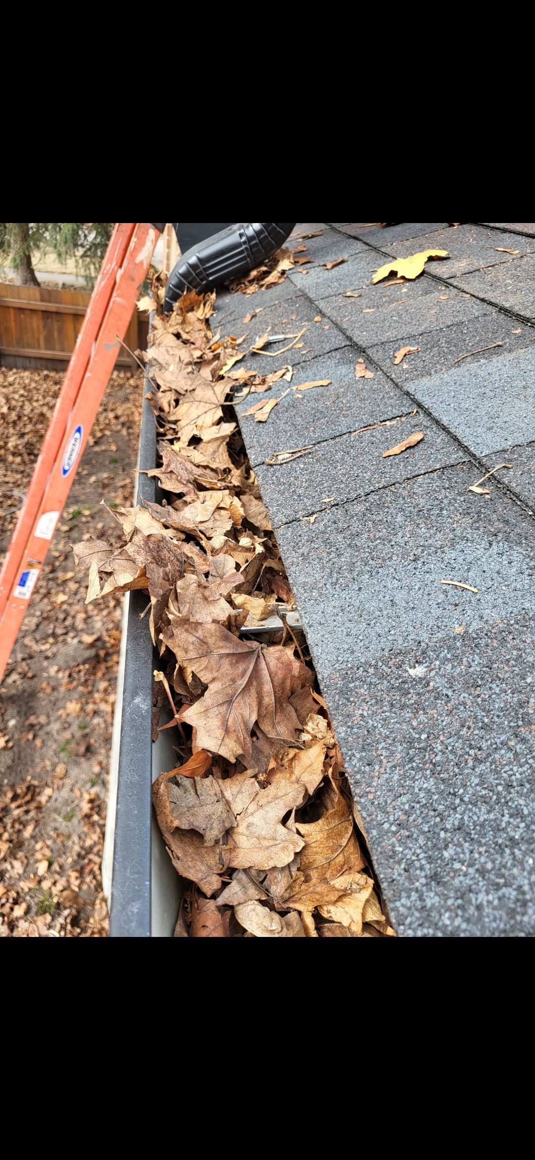 Gutter filled with brown leaves on a shingled roof, next to an orange ladder.