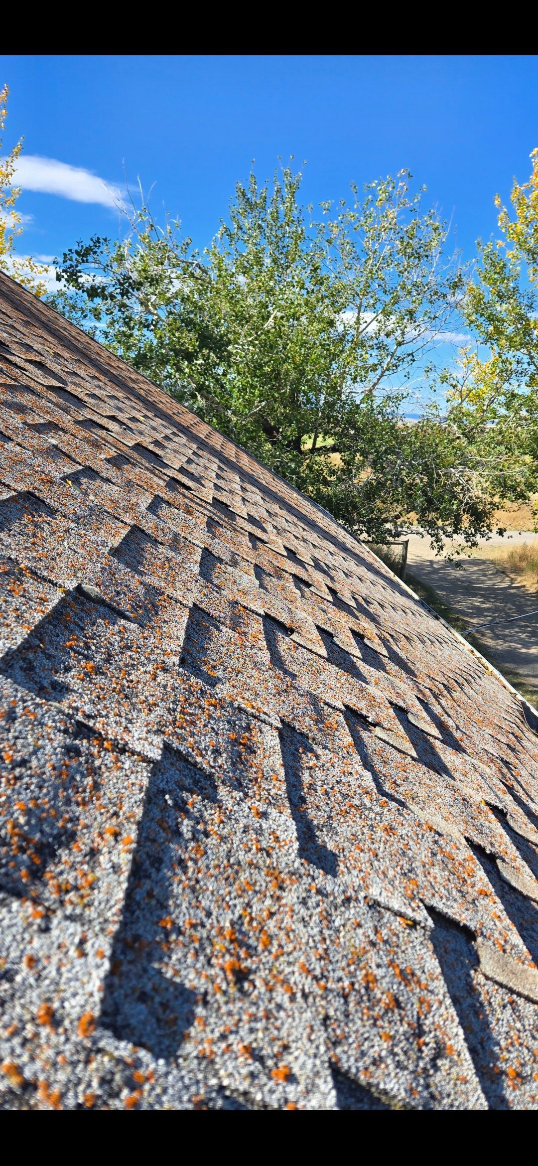 A close-up view of an asphalt shingle roof covered in moss, with blue sky and trees in the background.