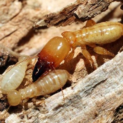 Termites on wood, one with a brown head and large mandibles, others pale with small bodies.