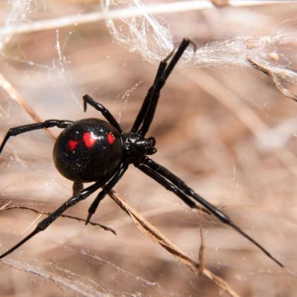 Black widow spider with red markings, on a web in dry grass.