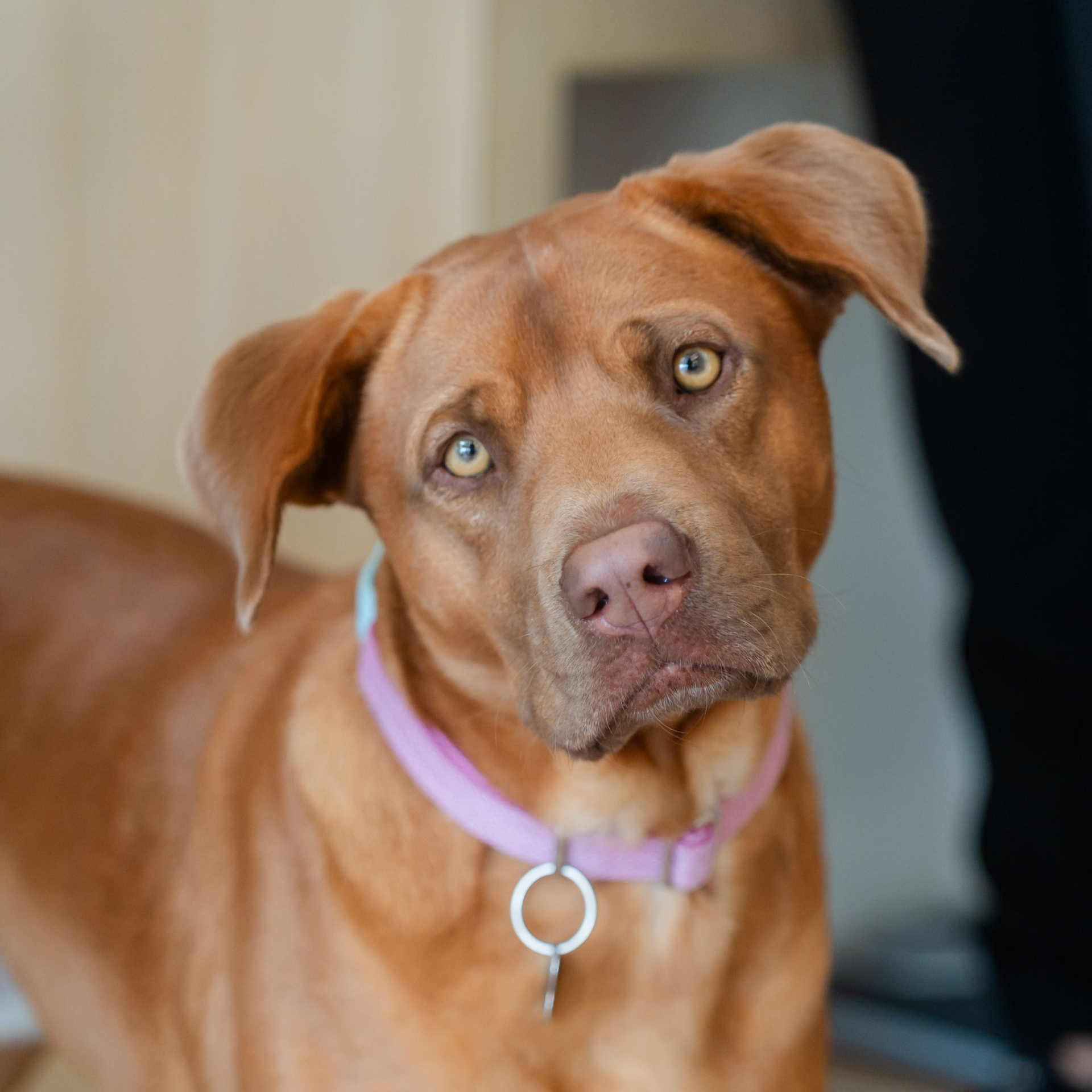 Smiling person with dark hair, nose and lip piercings, and a 