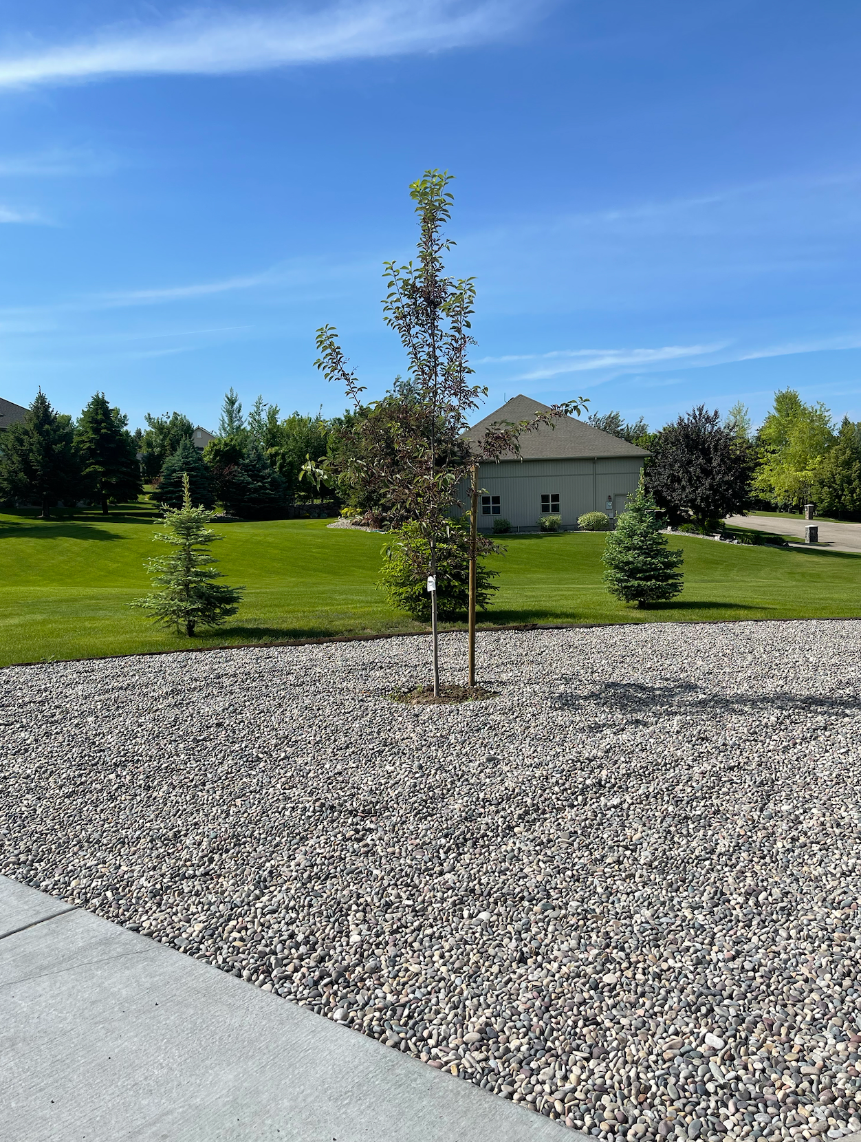 A gravel driveway leads to a grassy lawn with small trees and a house under a clear blue sky.