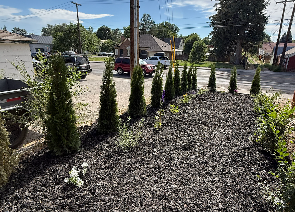A row of evergreen trees planted in mulch against a backdrop of a road, houses, and trees on a sunny day.